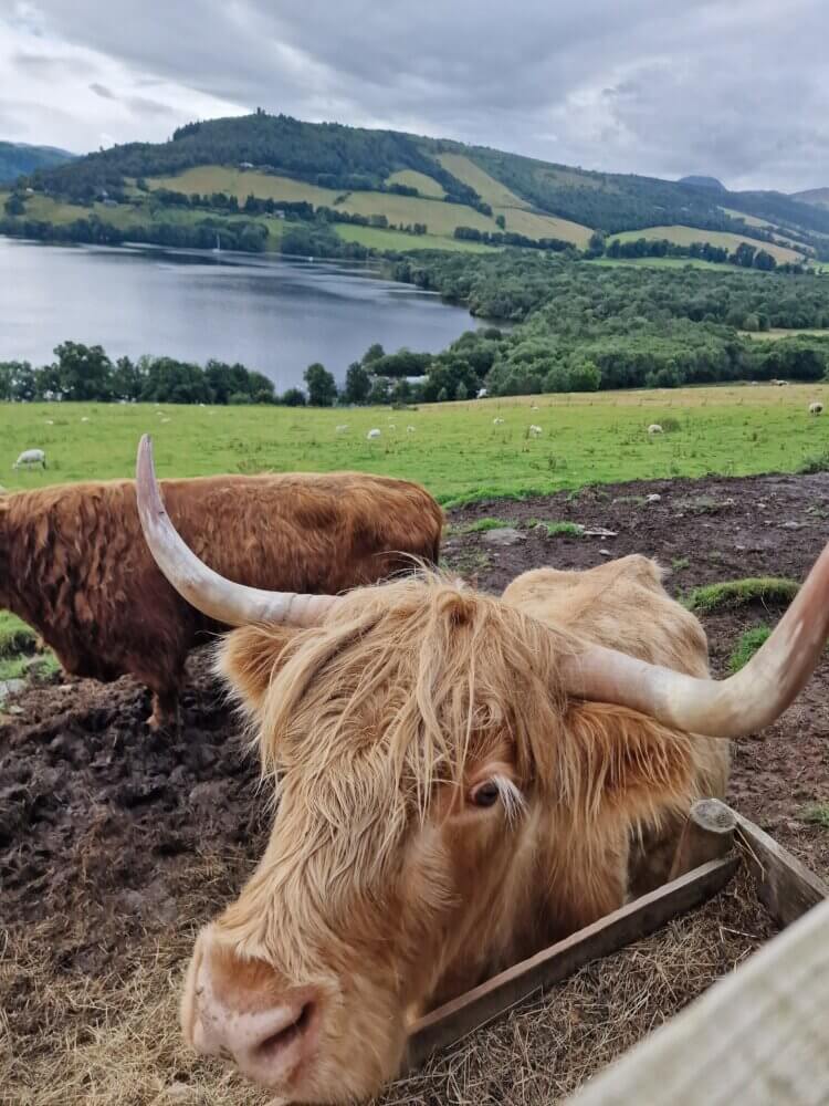 Highland Coo Tours - 20240812 114621 1
