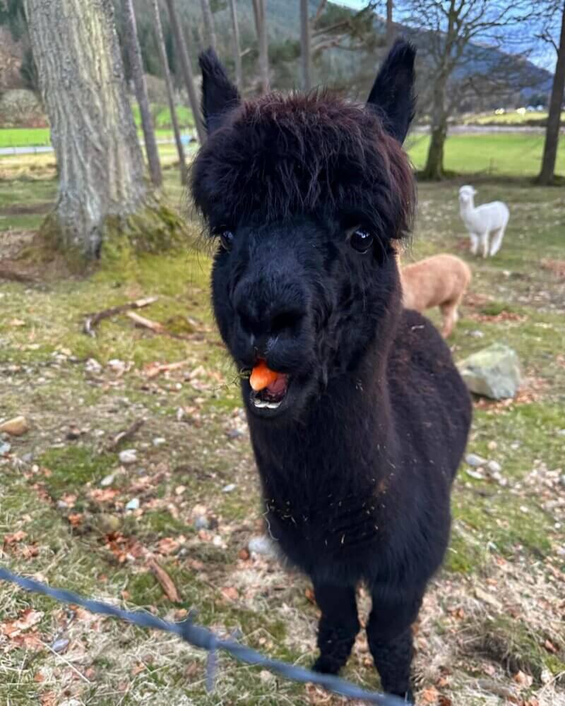 The Farmhouse Kitchen - gghalpaca